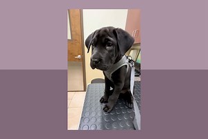 Woman Adopts 'Labrador Puppy' That May Be Something Entirely Different—See the Viral TikTok Here