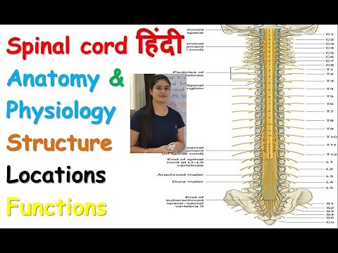 Lecture 15 | Spinal Cord Anatomy & Physiology in Hindi | Part - 1 | Structure | Location | Function
