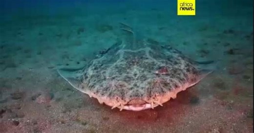 New discoveries: Ocean census project reveals over 800 new species of ocean life | Africanews