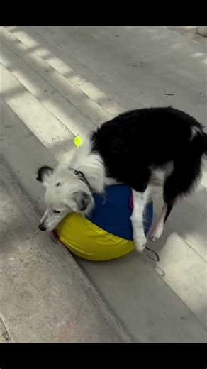 15 minutes with a herding ball can do more than 2 hours of ordinary exercise. 🐶⚽🔥