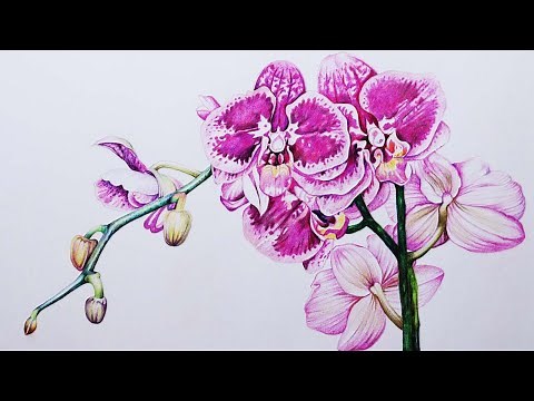 Orchid Flowers Drawing | How to draw Orchid | Color Pencil Drawing