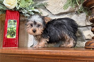 Carlito - Silky Terrier Puppy E502D1