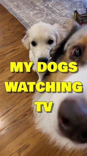 Mocha Frap on Instagram: "Each dog has a different reaction 🐾🦴💙 #DogsOfInstagram #Reel #YouTube"
