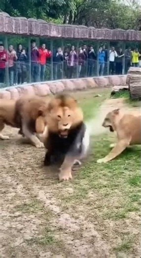 Mother Gorilla's Fierce Defense: A Zoo Drama Unfolds #GorillaVsLion #ZooEncounter #WildMoments