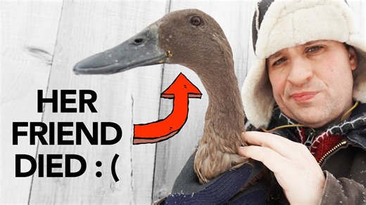 Observing animal behavior to determine if ducks experience the emotion of grief