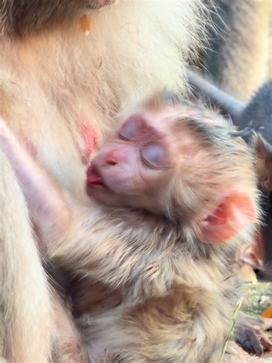 Monkey mom Brianna is hybrid but her baby why short tail baby cannot open his eyes-P6 #babymomkey