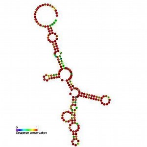 Beta globin co transcriptional cleavage ribozyme - Alchetron, the free social encyclopedia