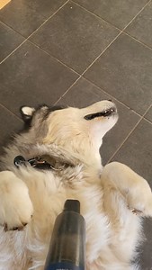 This is part of having Alaskan Malamutes! Train them as puppies to EMBRACE the vacuum, and your house will be much cleaner!!! 🤣🤣🤣 #alaskanmalamute #malamute | Doug Miller