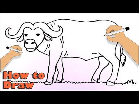 How to Draw a African buffalo or Cape buffalo