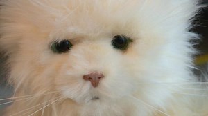 Robot cat companion for the elderly