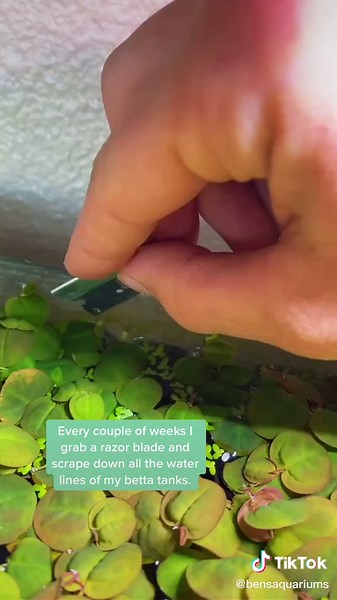 Shaving time for the tank #cleaninghacks101 #fishtok #bettafishcare #howtobasic #aquariumsoftiktok #aquariumplants