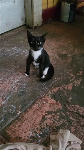 Splinter best buddy ever❤️kitty friends 🫶🏻🐈‍⬛💋🐱In loving memory