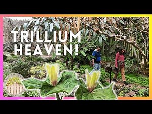 Trillium Garden Tour in Oregon | Rare Varieties + Layered Planting Design