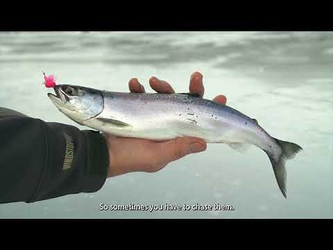 Ice-fishing tips: Techniques for catching kokanee