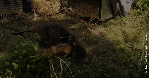 Discover the heart-warming story of the first beaver kit born here at Five Sisters Zoo that was released, and is now thriving, at the National Trust Wallington Estate in Northumberland. Told by those who went above and beyond to make it possible. Beaver Trust Watch the full behind-the-scenes film here👇 #FiveSistersZoo #FSZ | Five Sisters Zoo