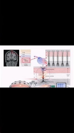 These Neurons Dominate EEG — And Structure Is Why