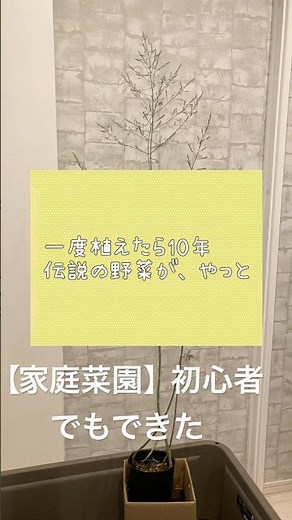 待つこと300日。アスパラプランター栽培#ガーデニング初心者 #shorts