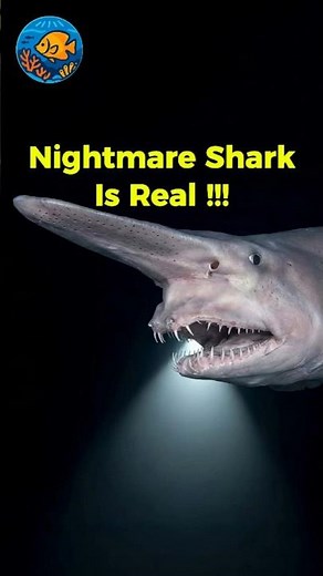 The Creepiest Shark Ever Found 🦈