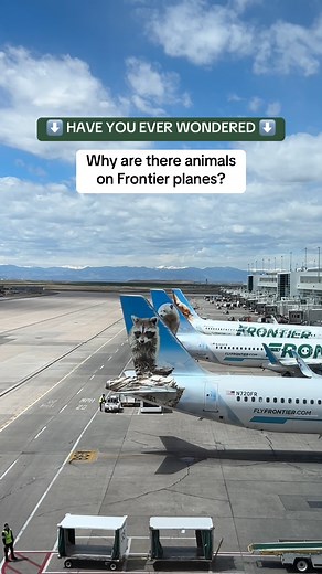 Wings and wild things! 🐻🦌🐺🐦 Have you ever wondered why we feature animals on our planes? While working to reduce our carbon footprint to ensure a cleaner earth, we’re also committed to telling the stories of the incredible animals that call the oceans, forests, and plains home to bring awareness and education to the public. Discover the stories behind our plane tails ➡️ https://bit.ly/2Z0bNDj | Frontier Airlines