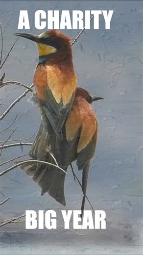 In 2026 we are birding for charity! Check out our charity big year on our Youtube channel. https://www.youtube.com/c/TheBackyardAviaryAdventures Donate to birds on the Brink with this link - https://gofund.me/70568faf8 | The Backyard Aviary Adventures