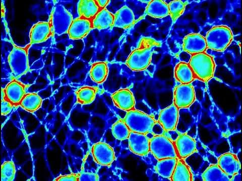 Spontaneously firing neurons observed using FluoVolt™ Membrane Potential Dye