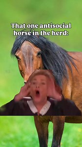 Is it a grumpy gelding or an ornery mare in your herd that feels this way toward other horses? | Horse Illustrated