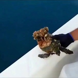 8.5K views · 116 shares | Barnacle removal on a baby Sea turtle  Now he feels much better !  - Via @oceanshot | Fly Zone Fishing | Facebook