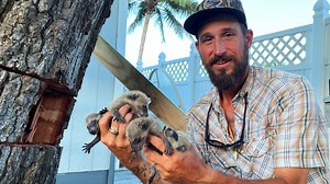 You never know what I might get hired to do and on this day I was called in to rescue baby raccoons stuck in a tree | Python Cowboy Hunts
