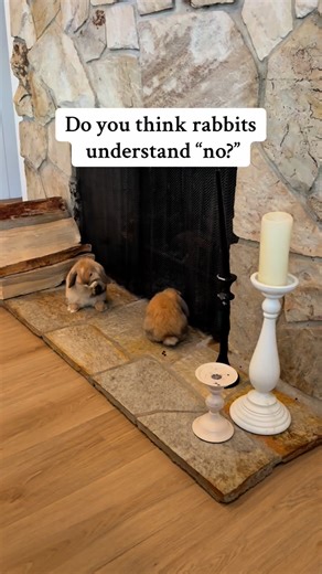 Rabbit Pals on Instagram: "Once you bunny understands “tsst” or “no.” You can start directing them by speaking nicely when they are doing what you want, and “tsst-ing” when they are doing something unwanted."