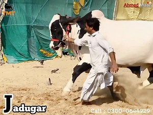 28 reactions · 12 shares | شکر الحمداللہ ❤️ ✨TMT CATTLE FARM✨ PRESENT⭐ JADUGAR MA SHA ALLAH  MASHA ALLAH ALLAH SWT NAZAR BUD SE BACHAE AMEEN  شوقینوں او شوق کریں ۔۔۔懶 | Pakistan cattle market | Facebook