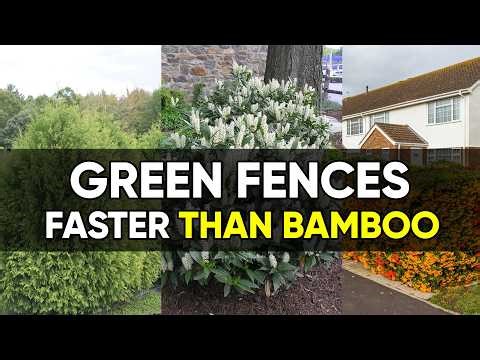 8 Fast-Growing Plants That Create a Natural Green Fence Faster Than Bamboo