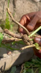 119K views · 4.3K reactions | How to cure KIDNEY diseases /infections. | Secrets of Health | Facebook