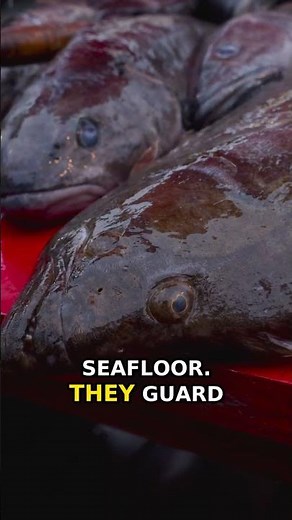 Antarctic Secret: 60 Million Fish! 🐟