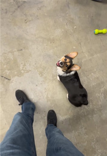 Playful Corgi Fetching Fun