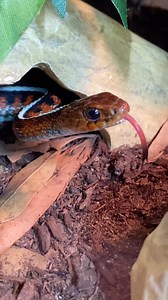 23K views · 666 reactions | Feeding Inferno, my male captive bred...