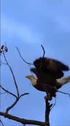 Bald Eagle Couple Building Nest Together #eaglenest #nature