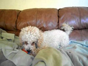Toy Poodle for adoption