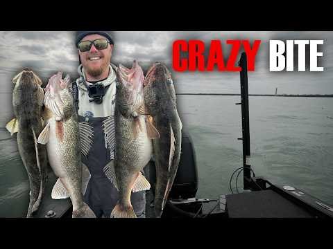 Lake Erie Walleyes Are Going CRAZY! (INSANE Spring Trolling Bite)