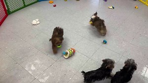 19 reactions | Please come and visit these puppies Black/tan are Yorkies (Yorkshire terrier) Red/white us a shih-poo Red is a Shorkie Www.preppypups.net | Preppy Pups | Facebook