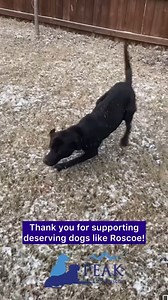 Roscoe's New Leash on Life with PLR! | Peak Lab Rescue