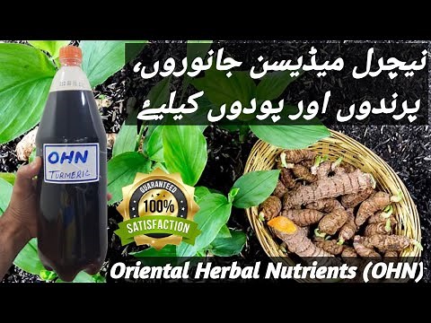 How to Make Oriental Herbal Nutrients (OHN)|Korean Natural Farming (KNF)