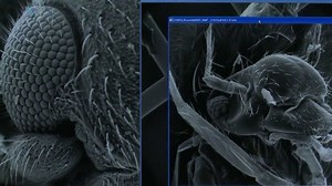 Elektronový mikroskop - ČT edu - Česká televize