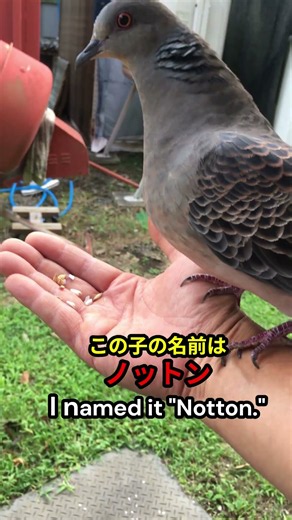 野生のキジバトが手乗りになる瞬間ｗ