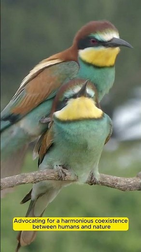 Environmental Ethics: Moral Dimensions of Environmental Decisions #environmentalissues