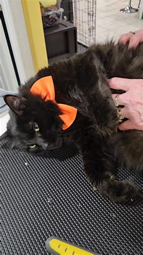 The required personal massage included in a groom 🥰😉 Salem is making the most of it! He turned down his Churo treat #grooming #cat #furbaby #groom #groomer #groomers #catbath #kittyspaday #lioncut #catgrooming #catgroomer #petgrooming #catsofinstagram #cat #cats #catlover #catspa #catlovers #petsofinstagram #catstagram #pets #groomingsalon #lioncutcat #catlife #deshed #deshedding | Mis Rhodes Pet Grooming