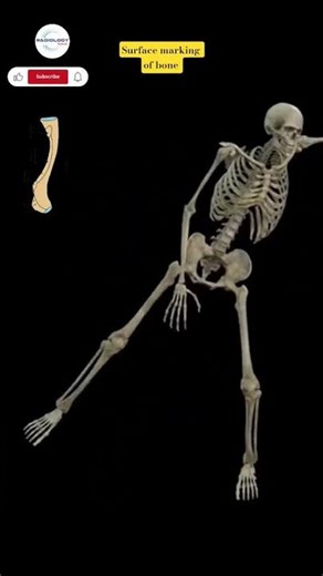 Surface marking of bone #boneanatomy #bone #skeletalsystem #skeletalbone