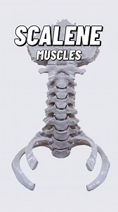 The scalene muscles are a group of three paired muscles that are located in the lateral compartment of the neck. Originating from the anterior or posterior tubercles of the cervical vertebrae, these muscles insert into anatomical features of the first or second ribs. On each side of the neck, you’ll find the following scalene muscles: anterior scalene, middle scalene, and posterior scalene. Animation @anatomy.app #osteopathy #anatomy | Bradley Blair Osteopath