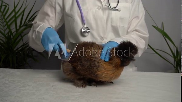 A veterinarian examines a hen, chicken. Treatment of poultry by a doctor.