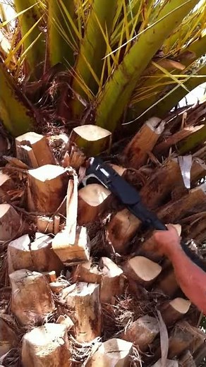 EN - Cleaning up Palm Tree Trunks Using the Powercoup - INFACO