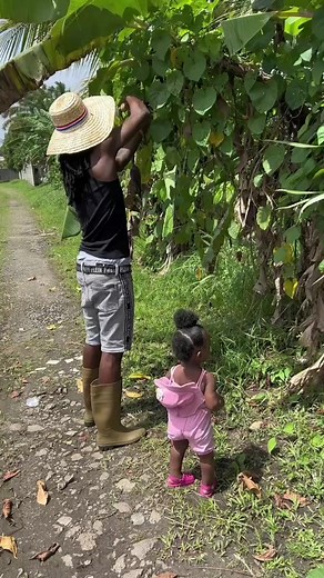 2M views · 10K reactions | 157_Préparation de bananes pesées 襤❤️repas traditionnel Hatien #perefille #repas #recette #baby #babytok #hait #reels #reelsfb #reelsviral | Freda F1 | Facebook